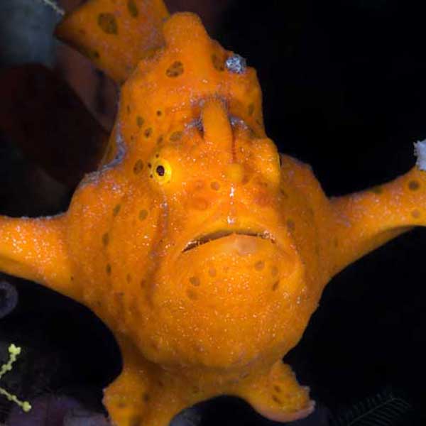 Scuba Dive Dumaguete