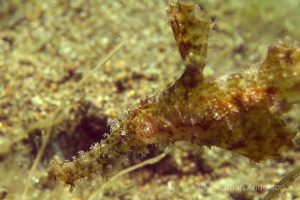 IMG_3675_ed_72_wm