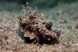 Spiny Devilfish