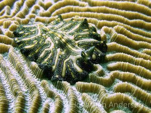 Persian Carpet Flatworm
