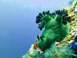 IMG_6166_ed_72_wm