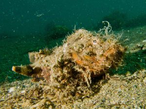 Ragged Scorpionfish