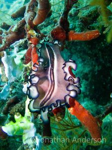 Bayer's Flatworm