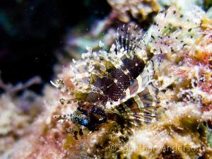 Shortfin Lionfish
