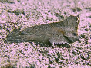 Cockatoo Waspfish