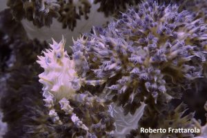 P1030977_ed_wms