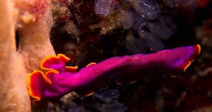 David Gilchrist - Fuchsia Flatworm