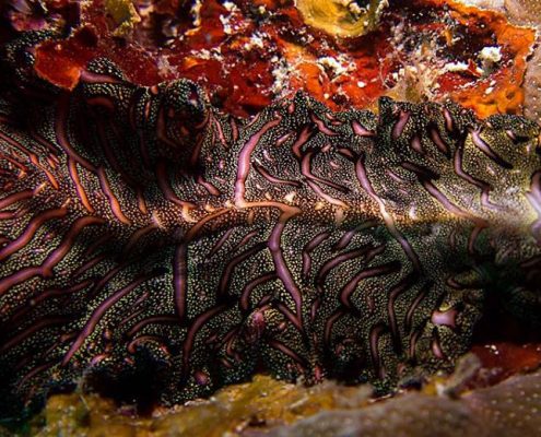 David Gilchrist - Persian Carpet Flatworm