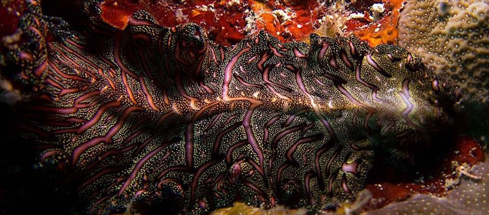 David Gilchrist - Persian Carpet Flatworm