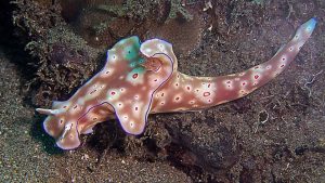 David Gilchrist - Three-lobed T-Bar Nudibranch