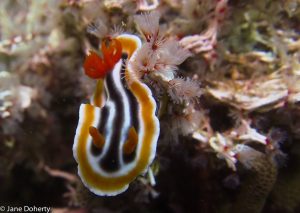 Jane Doherty - Magnificient Chromodoris