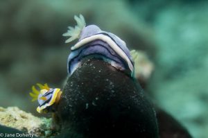 Jane Doherty - Willan's Chromodoris