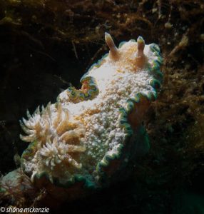 Shona McKenzie - Girdled Glossodoris