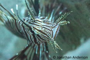 Common Lionfish