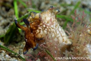 Freckled Sea Hare