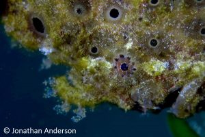 Painted Frogfish