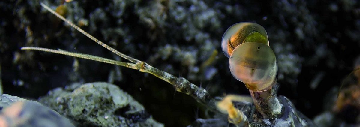 Mantis Shrimp