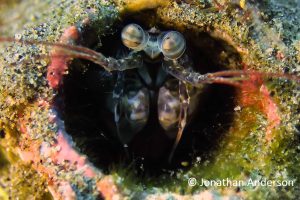 Mantis Shrimp