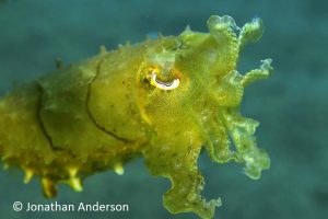 Broadclub Cuttlefish