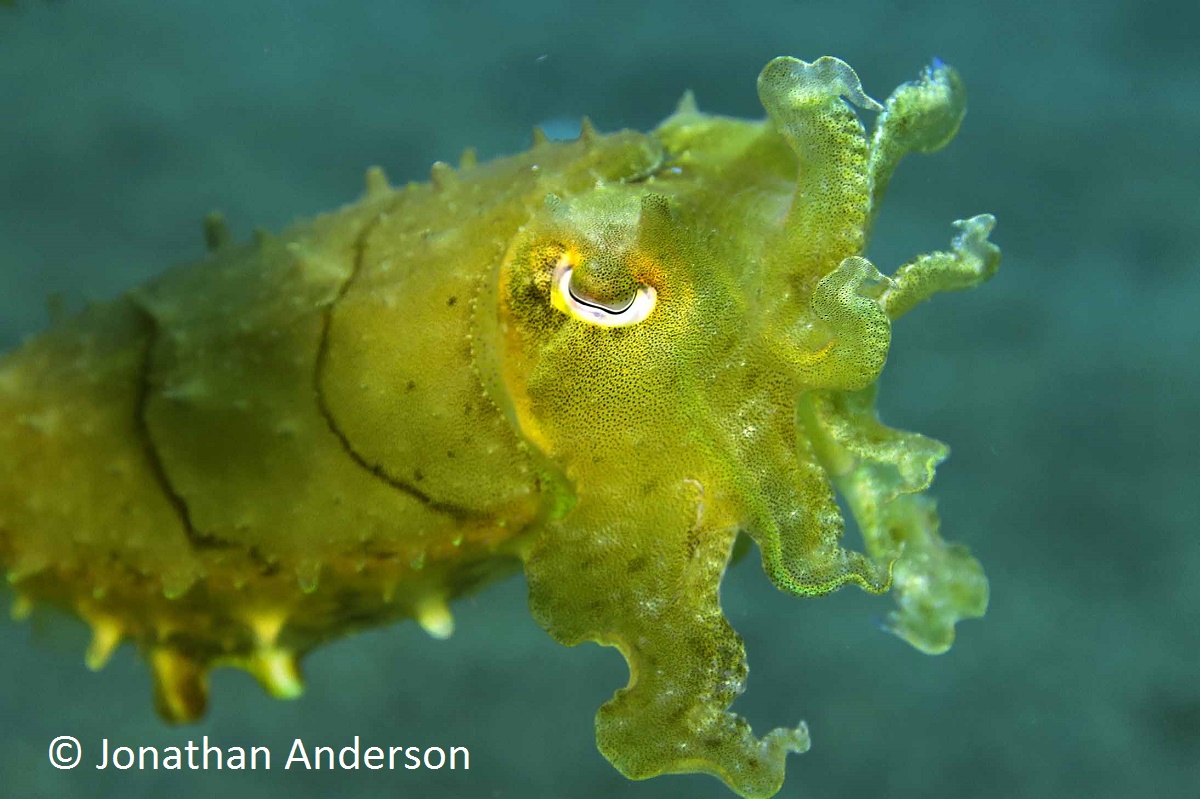 Broadclub Cuttlefish