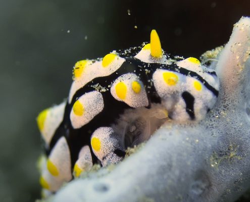 Varicose Wartslug