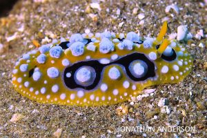 Ocelated Phyllidia