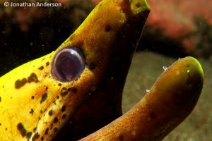 Fimbriated Moray Eel
