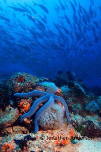 Blue Sea Star