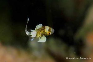 Harlequin Sweetlips