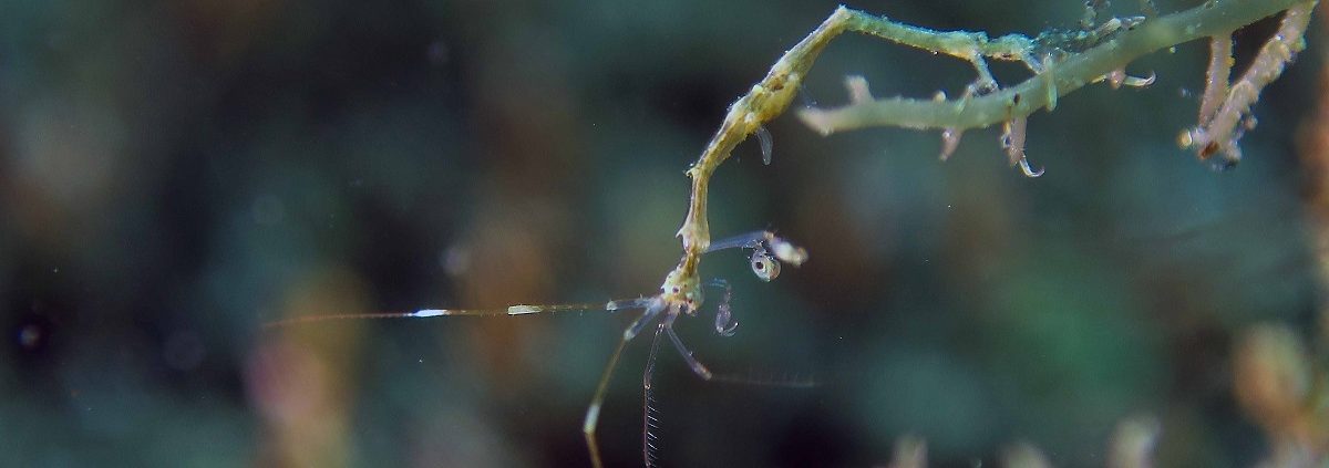 Skeleton Shrimp