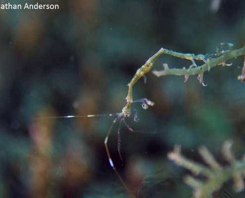 Skeleton Shrimp