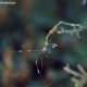 Skeleton Shrimp