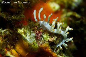Bicolor Flabellina