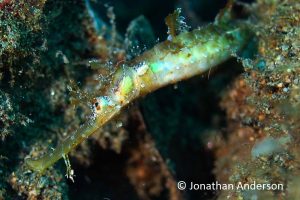 Winged Pipefish