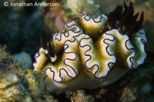 Dark Margin Glossodoris