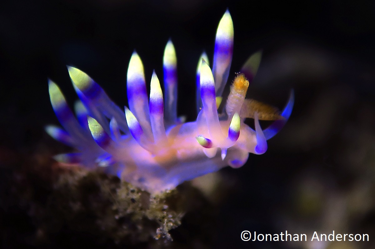 Desirable Flabellina