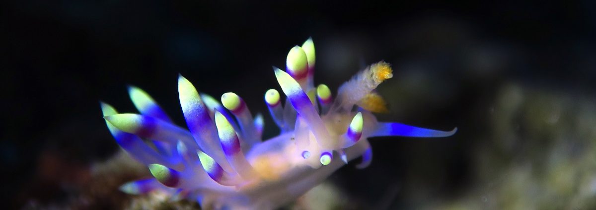 Desirable Flabellina