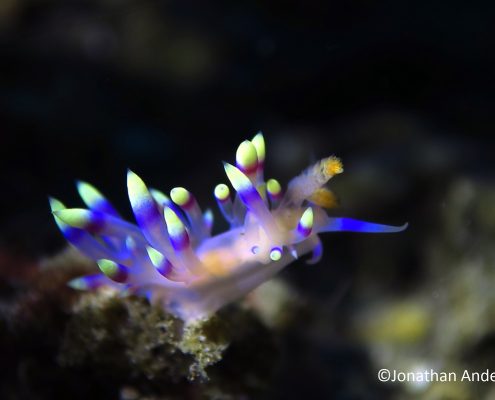 Desirable Flabellina