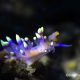 Desirable Flabellina