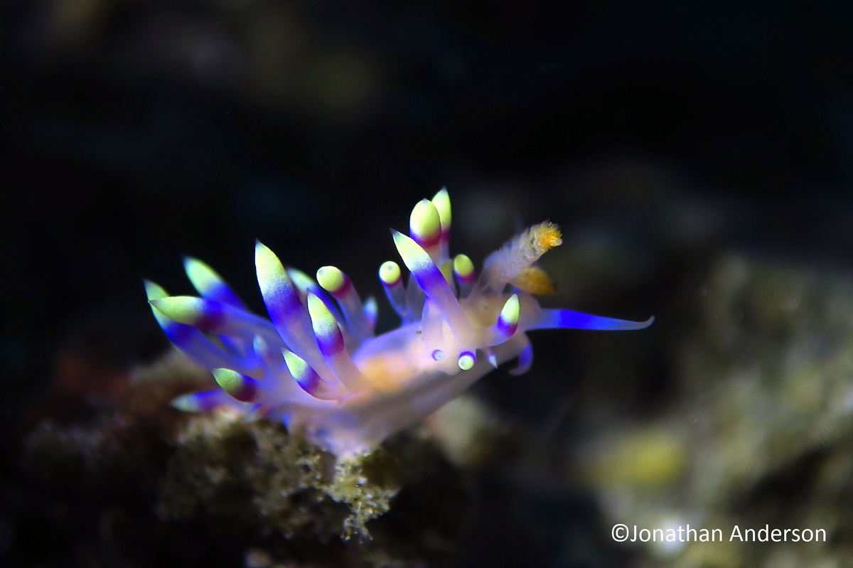 Desirable Flabellina