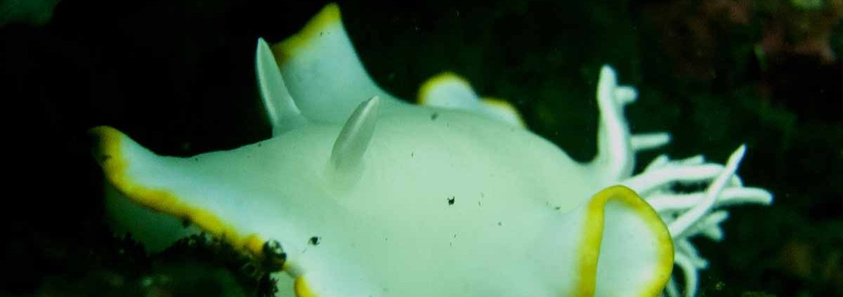 White Mantle Glossodoris