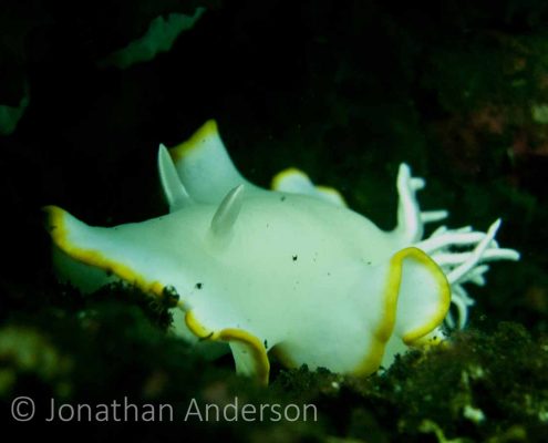 White Mantle Glossodoris