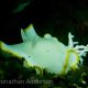 White Mantle Glossodoris