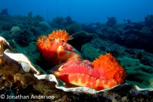 Spanish Dancer