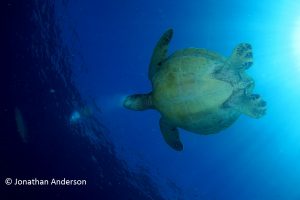 Green Turtle - Female with rounded Plastron and small tail