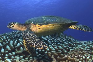 Hawksbill Turtle