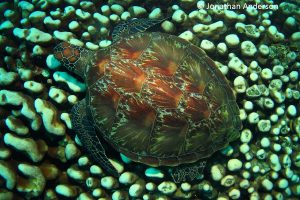 Green Turtle