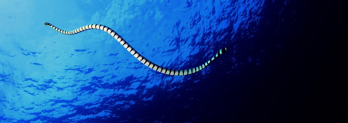 Banded Sea Krait