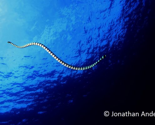 Banded Sea Krait