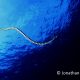 Banded Sea Krait